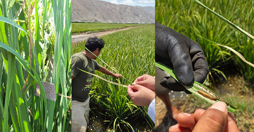 Control biológico mejora manejo del arroz en Quilca Arequipa Perú
