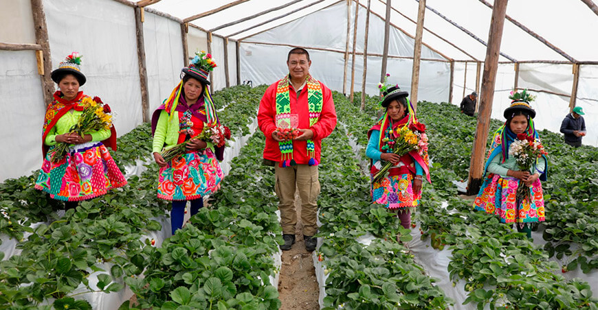 Foncodes productores de fresas Ayacucho Perú