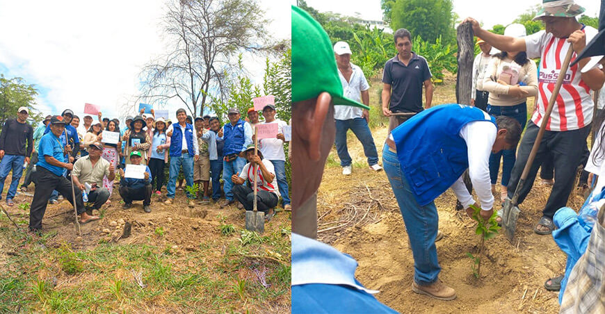 Implementan nuevas técnicas para mejorar el rendimiento del cultivo de limón Tambogrande Piura Perú