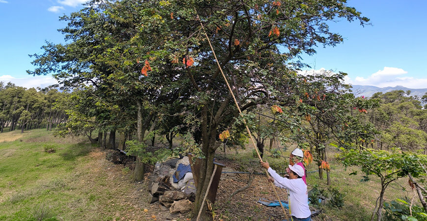 productores de tara Perú