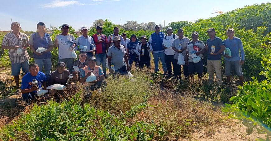 Productores de limón mejoran manejo del cultivo en el Medio Piura Perú