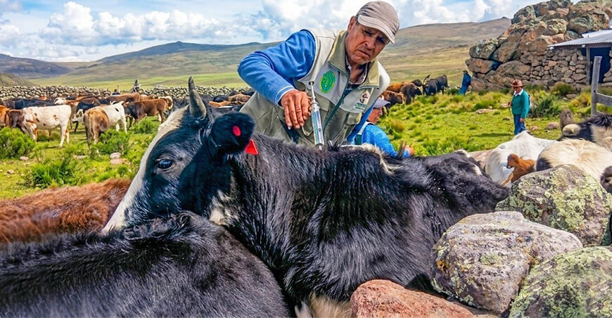 Inmunizan 590 cabezas de ganado vacuno en Chumpi Ayacucho