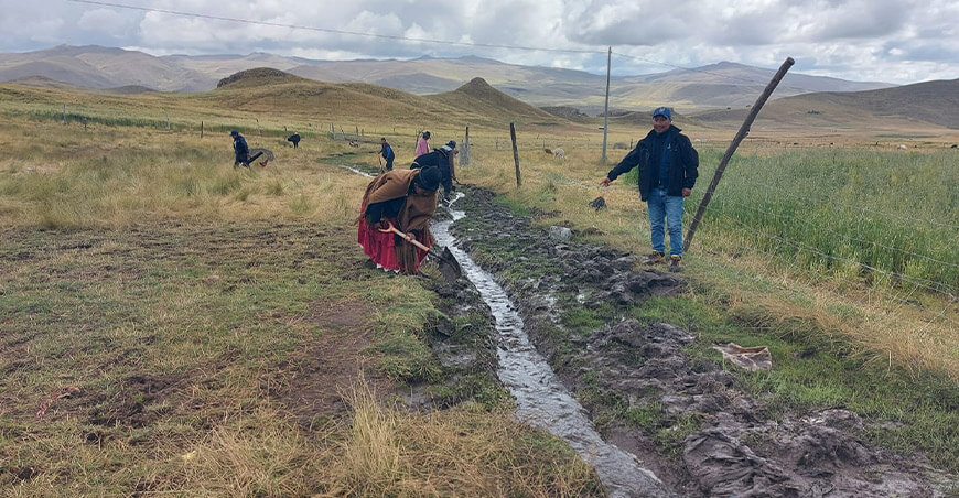Proyecto Alpacas de Color promueve el manejo sostenible de pasturas en Puno