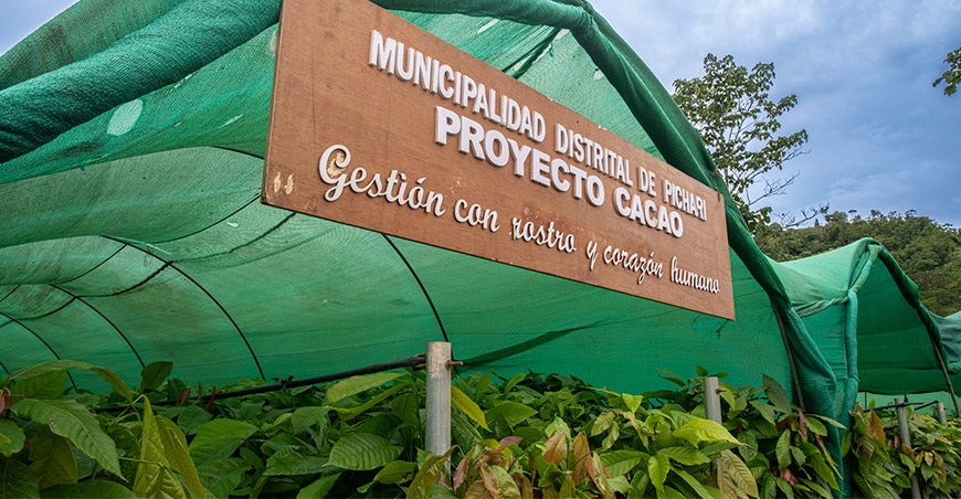 injerto plantones de cacao Pichari Cusco Perú