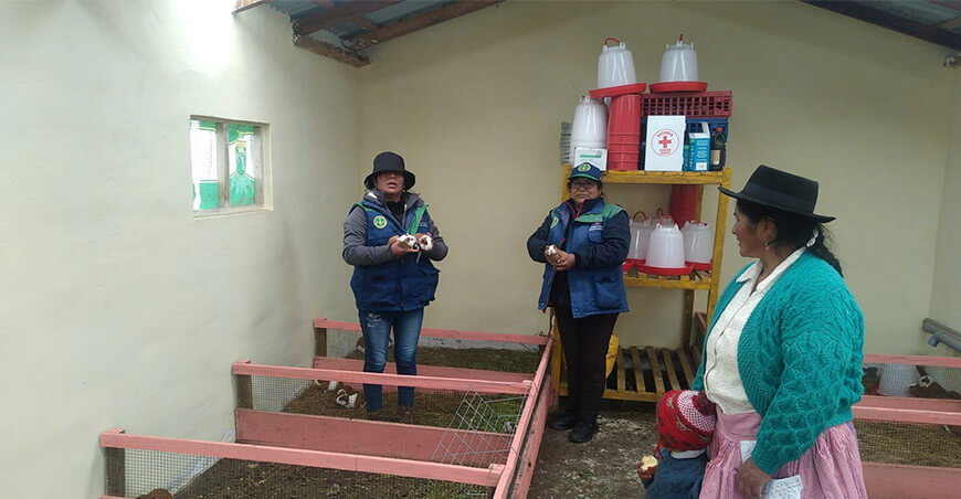 Promueven la crianza tecnificada de cuyes Acoria Huancavelica Perú