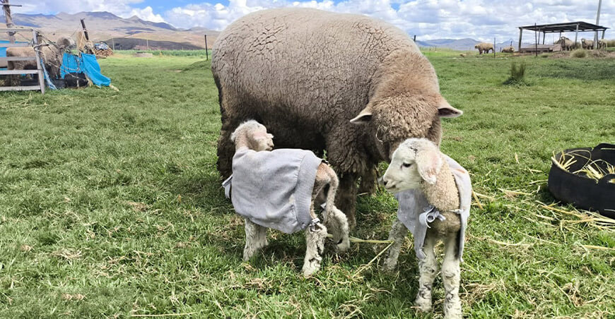 Registran primeras crías de ovinos por inseminación artificial en Orurillo Puno Perú