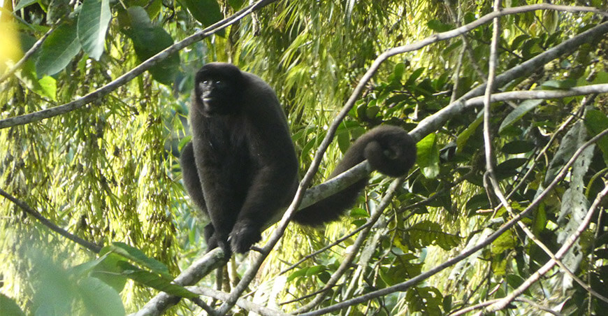 Puno avanza hacia su primera Área de Conservación Regional con Selva Verde – Santo Domingo