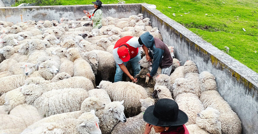 Refuerzan sanidad y productividad ovina en la comunidad campesina de Suni Lima Perú