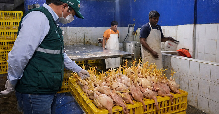 Senasa y Municipalidad de Motupe clausuraron centros clandestinos de faenamiento de aves Lambayeque Perú