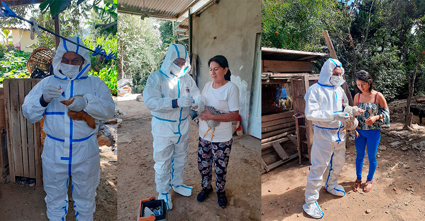Senasa ejecuta campaña de vacunación aviar tras detección de Newcastle en Huánuco Perú
