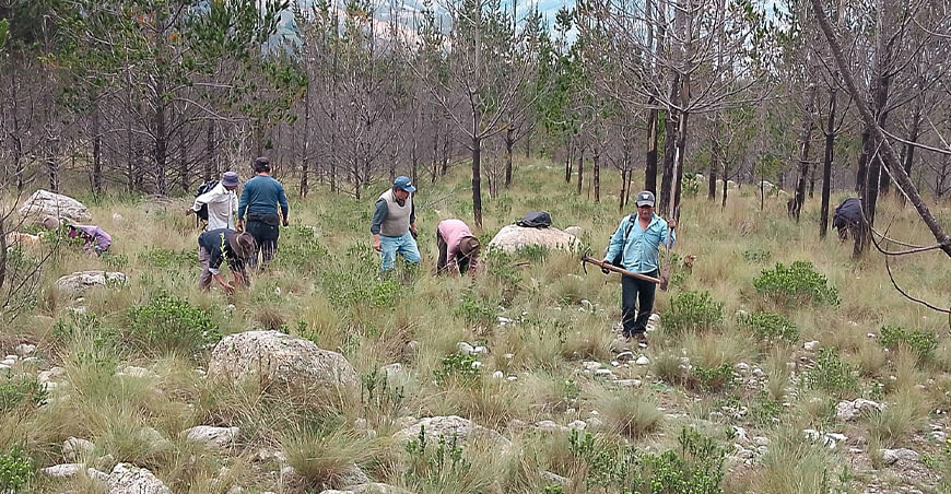 Serfor cierra campaña de plantaciones con la instalación de más de 4000 plantones forestales en Huaraz Áncash Perú