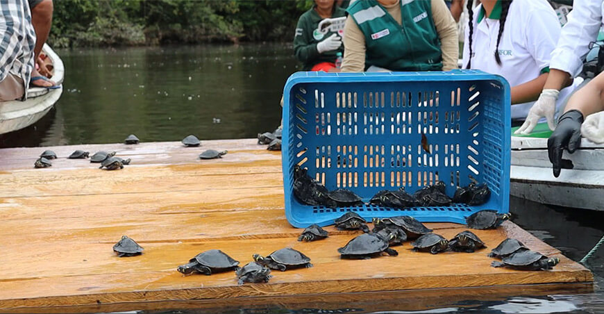 Liberaron más de mil tortugas amazónicas rescatadas del comercio ilegal Perú