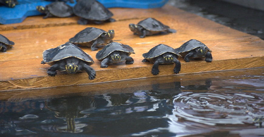 Liberaron más de mil tortugas amazónicas rescatadas del comercio ilegal Perú