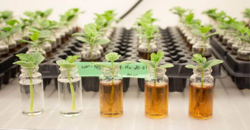 Soluciones a base de algas marinas contribuyen al aumento de la productividad agrícola