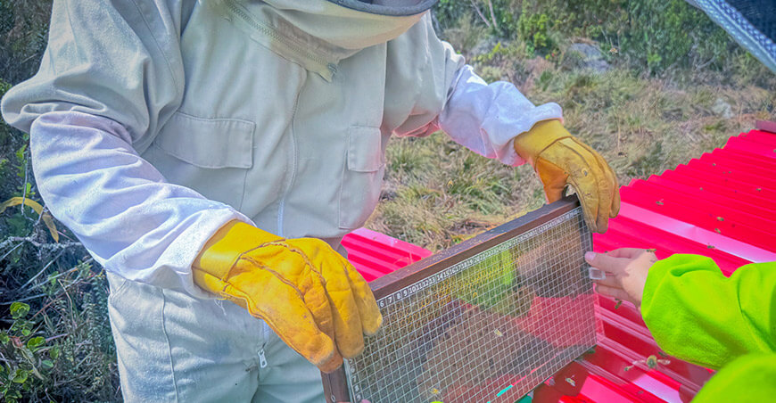 Impulsan investigación apícola con implementación de 50 colmenas en Molinopampa Amazonas Perú UNTRM 