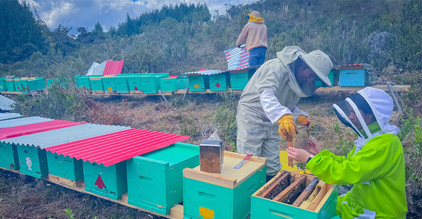 Impulsan investigación apícola con implementación de 50 colmenas en Molinopampa Amazonas Perú UNTRM