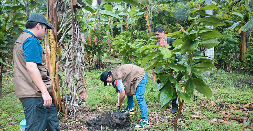 UNTRM mejora manejo de cultivos de cacao y pasturas en ocho zonas de Amazonas Perú