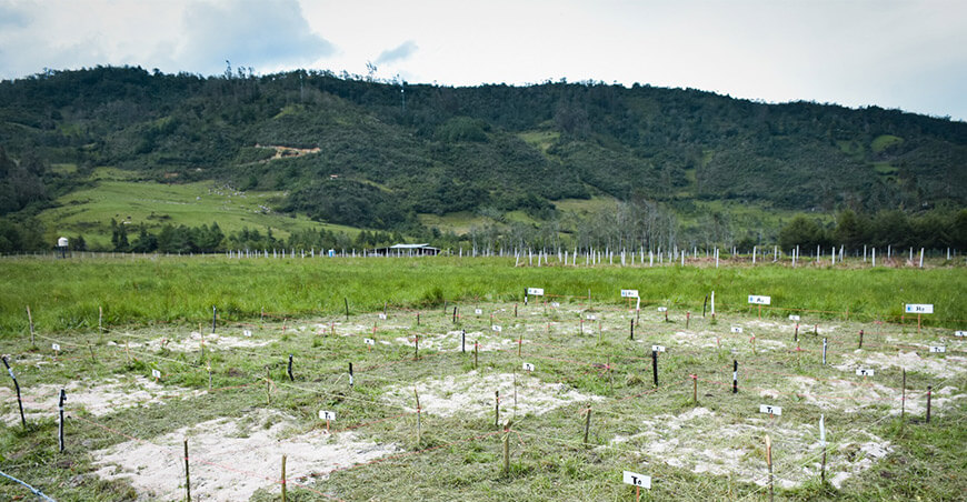 UNTRM mejora manejo de cultivos y pasturas en ocho zonas de Amazonas Perú