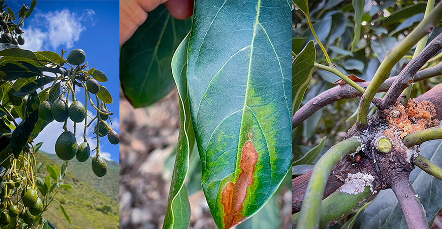 Proyecto PALTECH impulsa innovación para una producción sostenible del cultivo palto Perú UNTRM