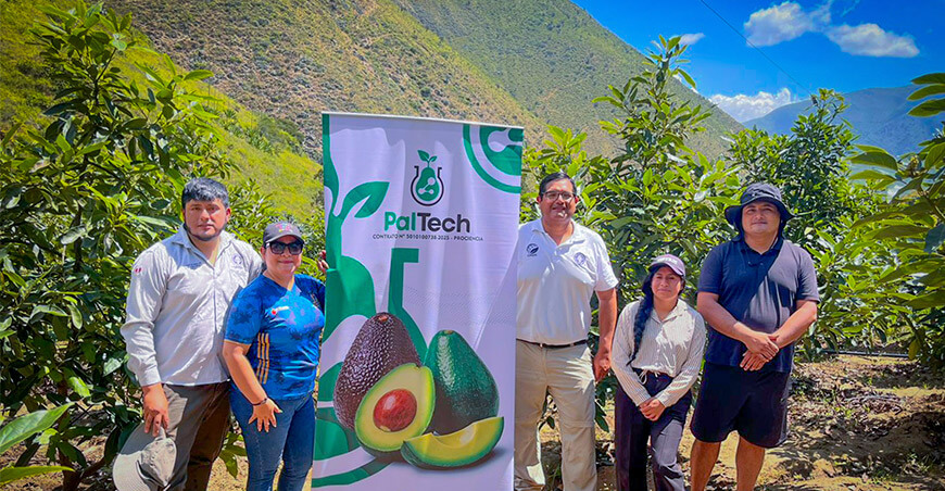 Proyecto PALTECH impulsa innovación para una producción sostenible del cultivo palto Perú UNTRM