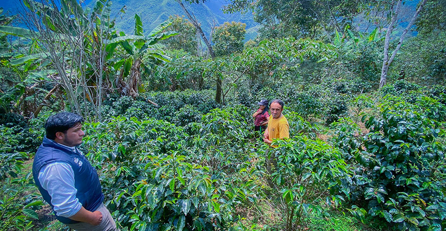 UNTRM articula trabajo con caficultores de Ocumal para mejorar la producción Amazonas Perú