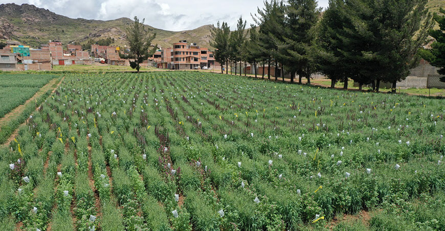 Incrementan en 33 % la fertilidad de 120 hectáreas de cultivos con bioinsumos y tecnología orgánica INIA Perú