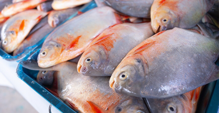 Acuicultores vendieron pescados amazónicos Ucayali Perú Devida