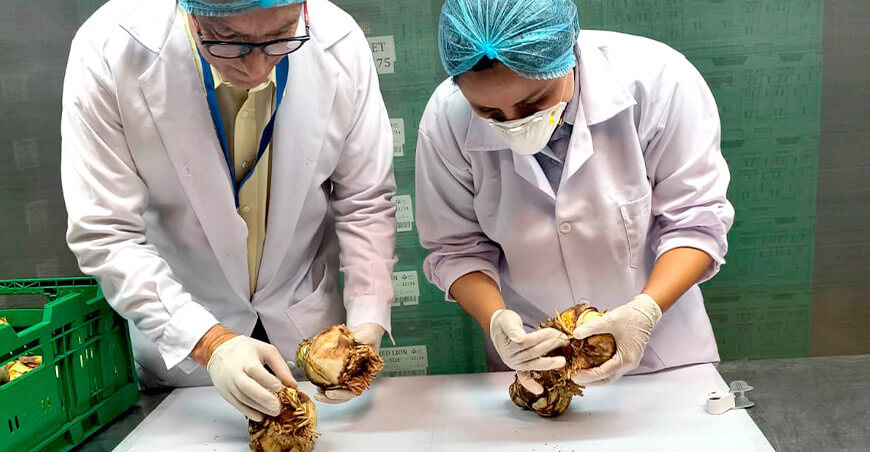 Perú realizó el primer envío de 41 860 bulbos de amaryllis a Estados Unidos