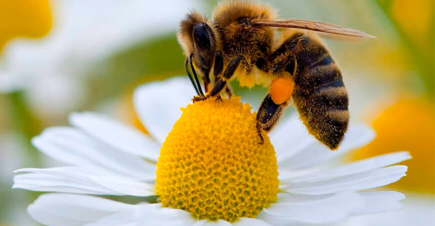 abejas polinizadores