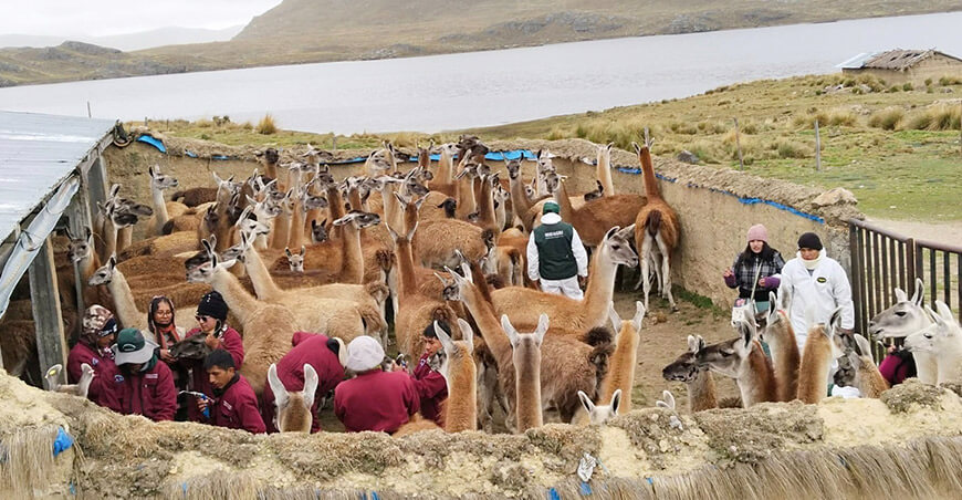 Agro Rural cobertizos sanidad camélidos sudamericanos Junín Perú