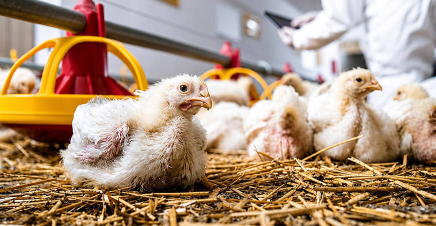 Granjas avícolas seguras: medidas que garantizan huevos y pollo de calidad para los peruanos