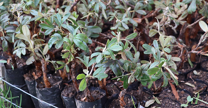 Proyecto Qochas impulsa producción de plantones de quinua Cajamarca Perú