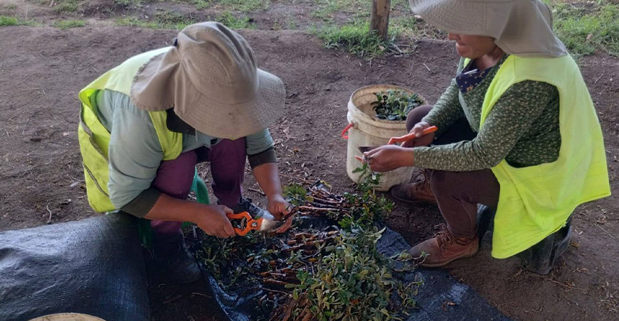 Proyecto Qochas impulsa producción de plantones de quinua Cajamarca Perú