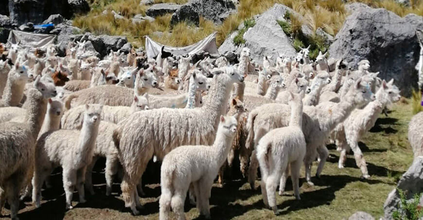 Alpaqueros de Chancara se capacitaron en Buenas Prácticas Ganaderas Apurímac Perú