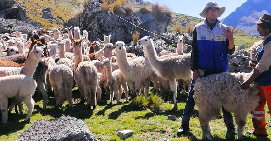 Alpaqueros de Chancara se capacitaron en Buenas Prácticas Ganaderas Apurímac Perú