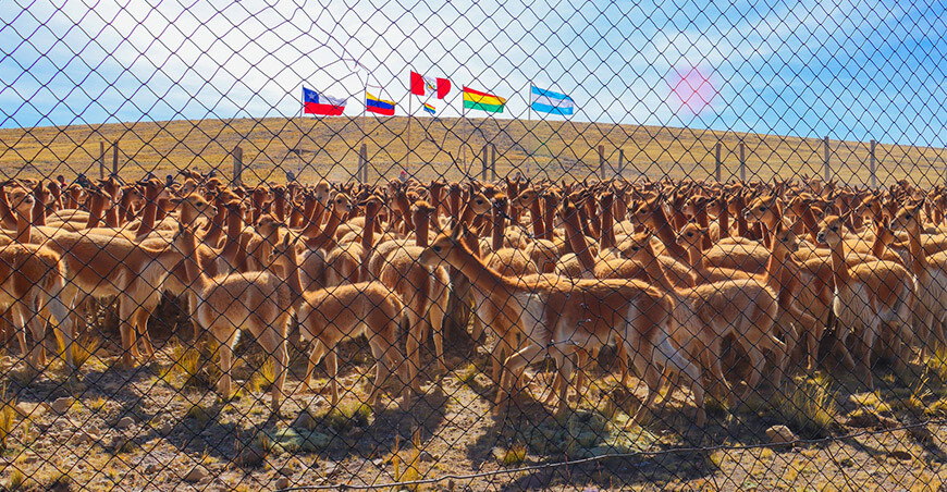 Ayacucho se prepara para el Chaccu Nacional y el Festival Internacional de la Vicuña