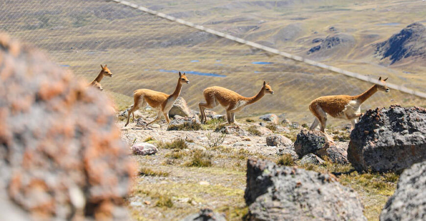 Chaccu vicuñas Cusco Perú