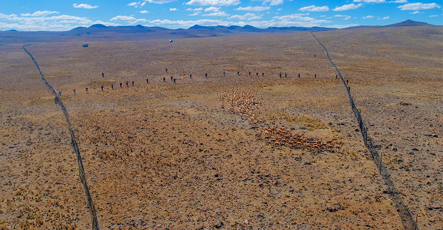 Ayacucho se prepara para el Chaccu Nacional y el Festival Internacional de la Vicuña