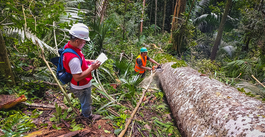 CITEforestal Pucallpa Capacitarán a empresas y profesionales forestales en manejo y aprovechamiento sostenible de los bosques