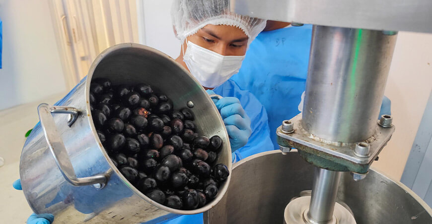 CITEproductivo Maynas capacitó a comunidades de la Reserva Nacional Allpahuayo Mishana en el procesamiento de frutos de palmeras amazónicas como el aguaje, el ungurahui y el huasaí