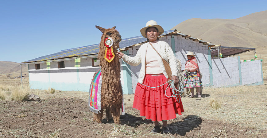cobertizos proteger alpacas Perú Agro Rural