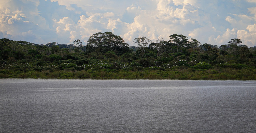 Puerto Azul, la comunidad nativa que defiende su bosque e identidad pueblo kakataibo Perú