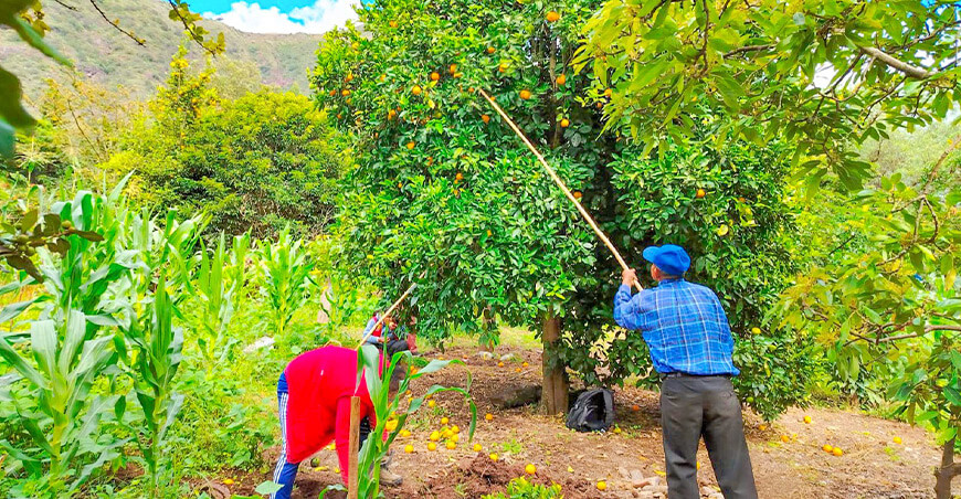 Jornadas de control cultural ayudan a garantizar frutas sanas Ayacucho Perú
