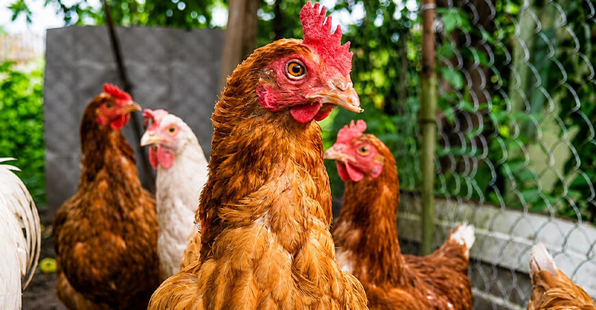 Granjas avícolas seguras: medidas que garantizan huevos y pollo de calidad para los peruanos