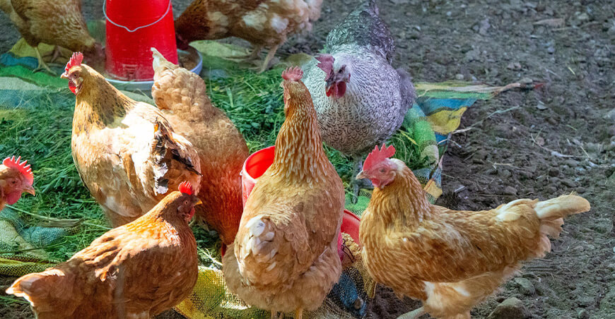 Mujeres de Talamolle impulsan producción de huevos ecológicos con apoyo de Procompite Moquegua Perú