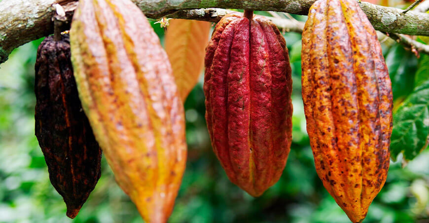 Productores de Pangoa fortalecen capacidades en poscosecha de cacao Junín