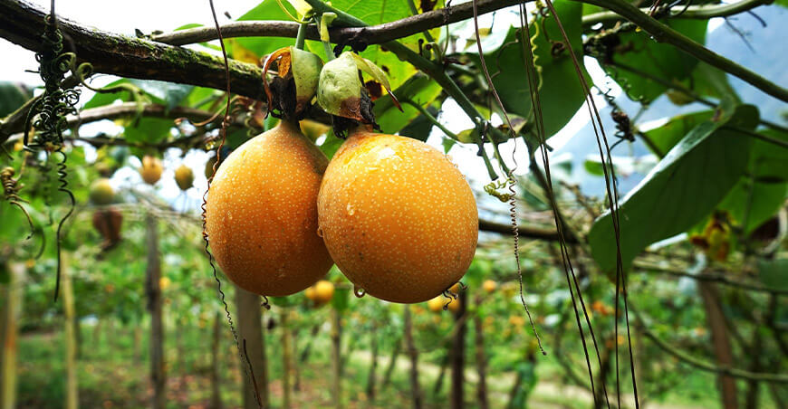Impulsan mejoramiento del cultivo de granadilla en Cajamarca
