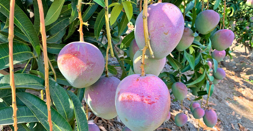 cultivo mango Perú