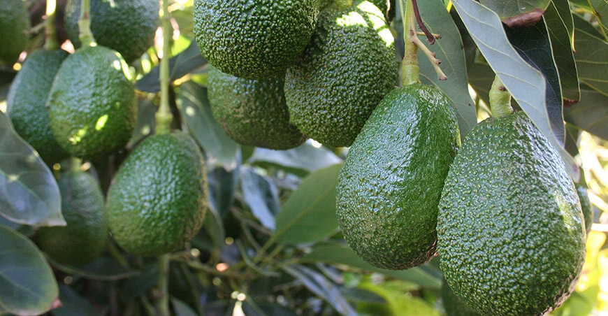 cultivo de palta Hass Perú