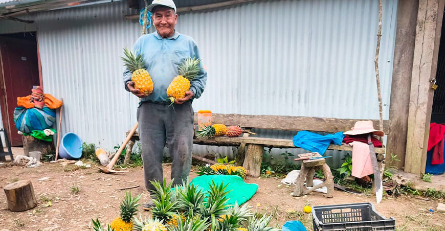 Escuelas de campo visibilizan producción de piña Golden en Yanahuaya Puno Perú